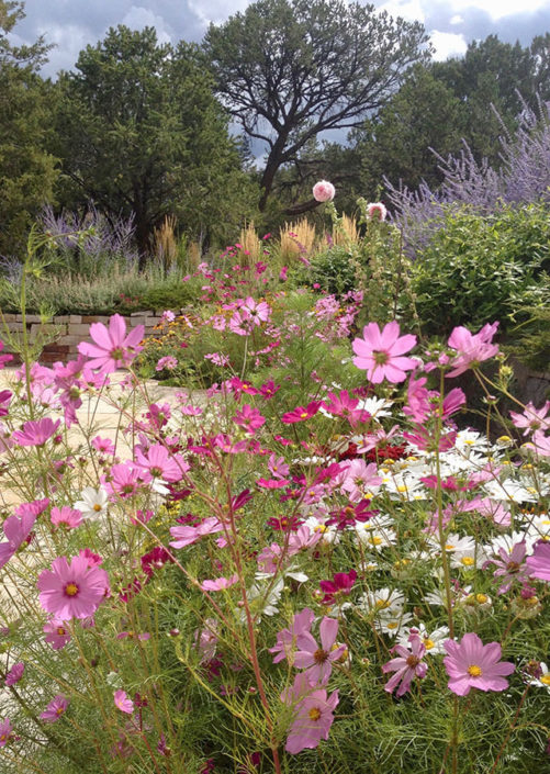 Santa Fe Garden plants and wildflowers