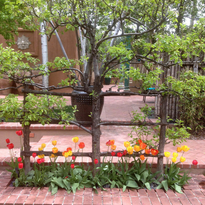 Plant pear trees in Santa Fe, NM