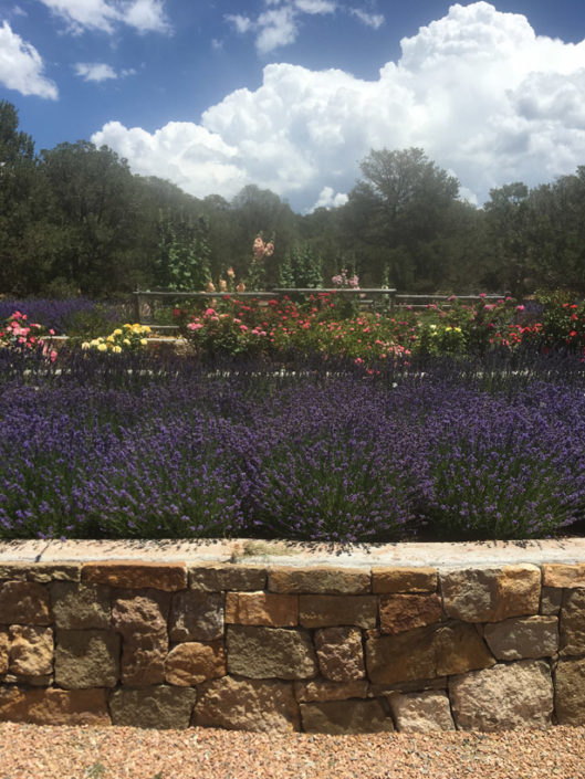 Lavender roses hollyhock garden Santa Fe