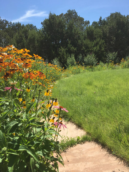 Wildflower meadow surrounds native lawn